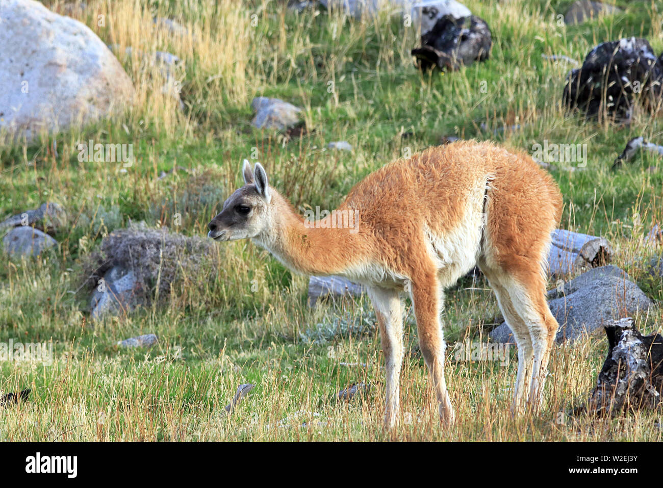 Wild guanaco (Lama guanicoe) nel desolato praterie del Parco Nazionale Torres del Paine nel sud del Cile Foto Stock