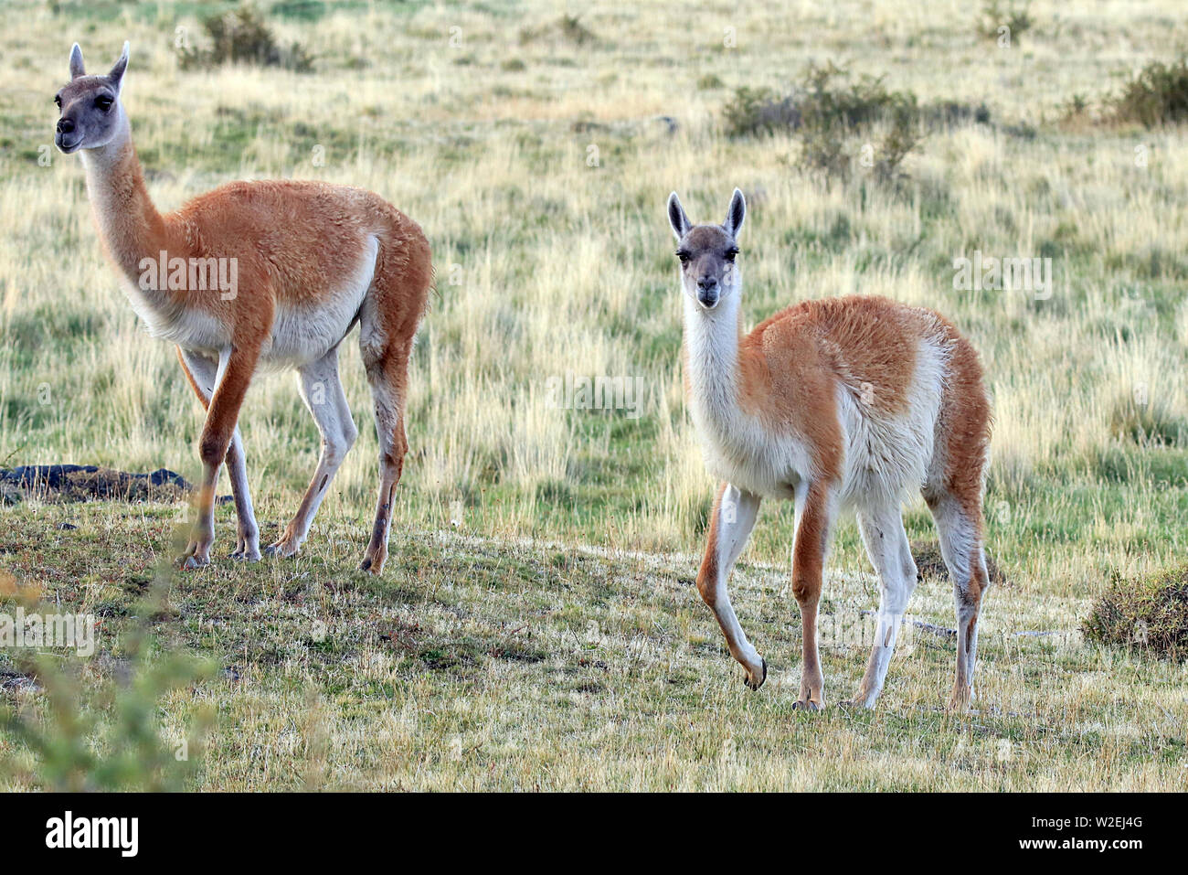 Wild guanaco (Lama guanicoe) nel desolato praterie del Parco Nazionale Torres del Paine nel sud del Cile Foto Stock