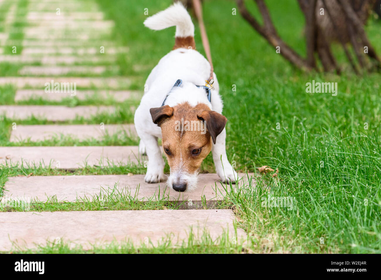 Naughty dog tirando il guinzaglio lo sniffing qualcosa da mangiare da terra Foto Stock