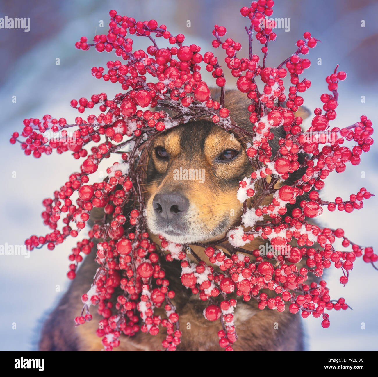 Ritratto di un cane che indossa ghirlanda di Natale all'aperto in inverno Foto Stock