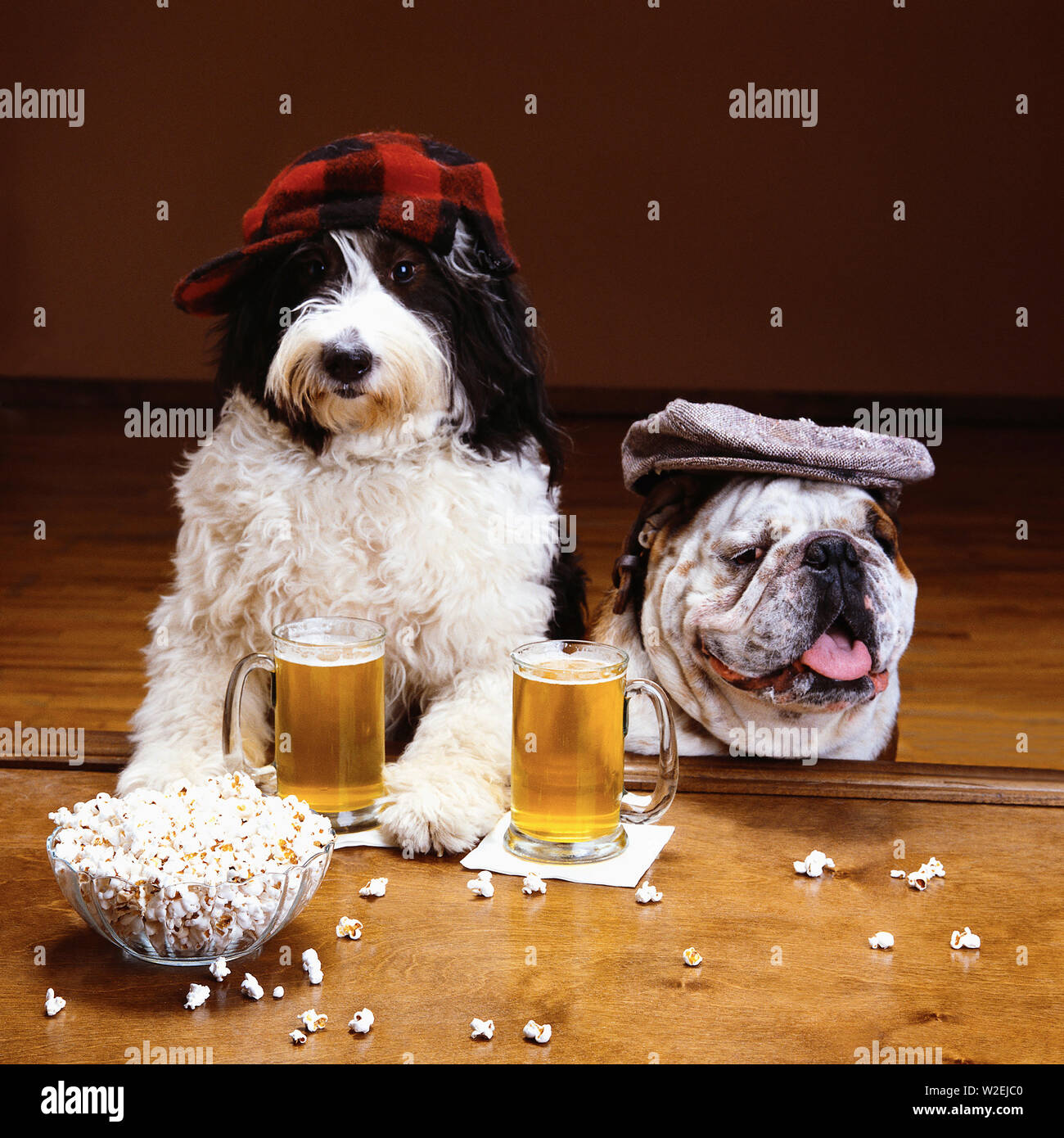 Un bulldog e un cane di pecora seduti al bar con una birra e popcorn Foto Stock