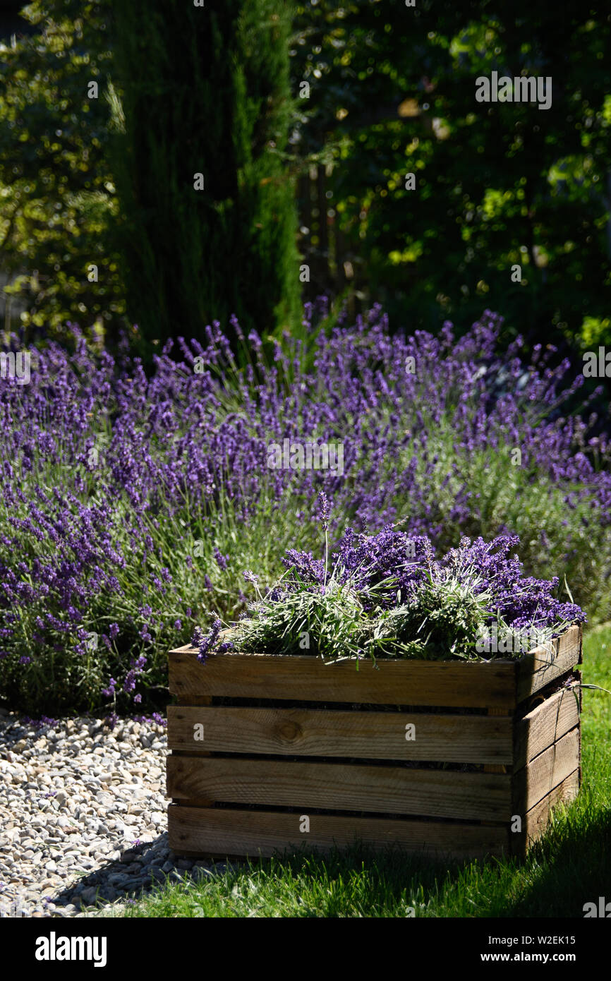 Raccolte lavanda con scatola di legno su un campo fiorito Foto Stock