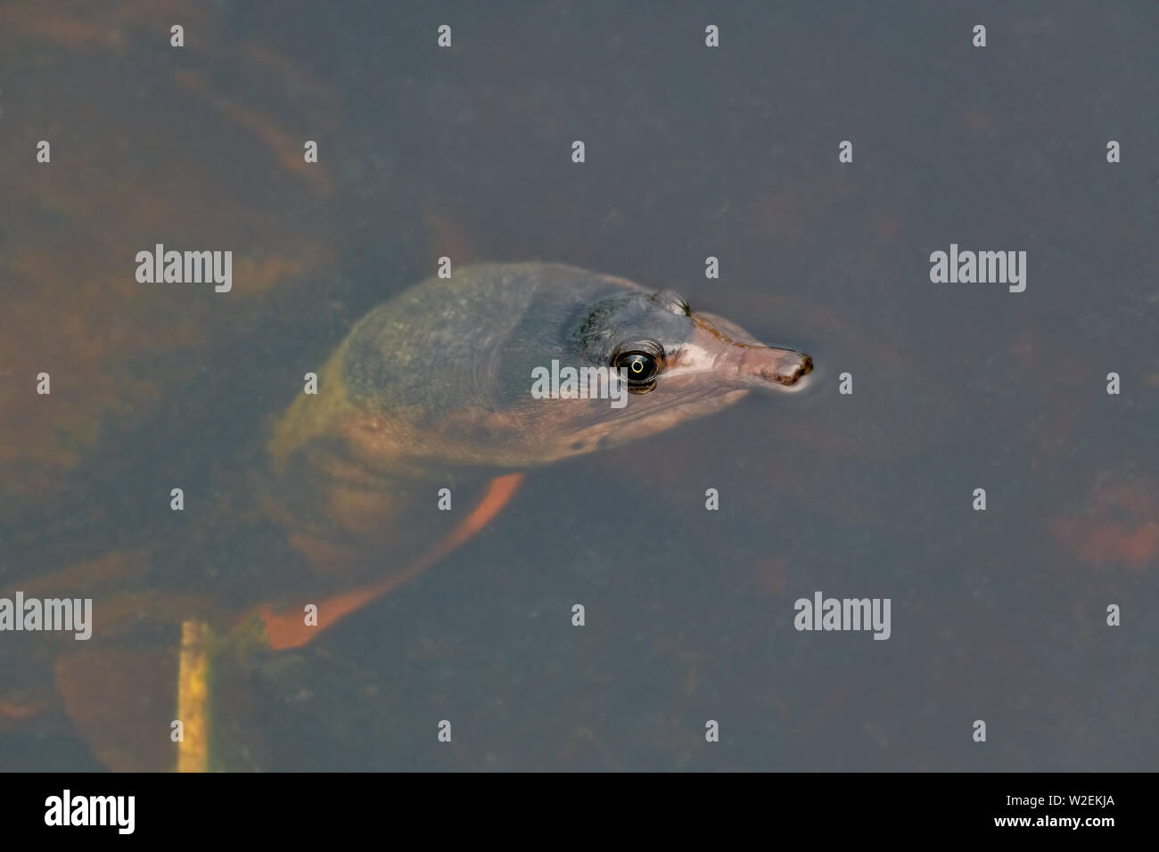 Guscio morbido turtle nell'acqua. Gli occhi ed il naso al di fuori dell'acqua. Foto Stock