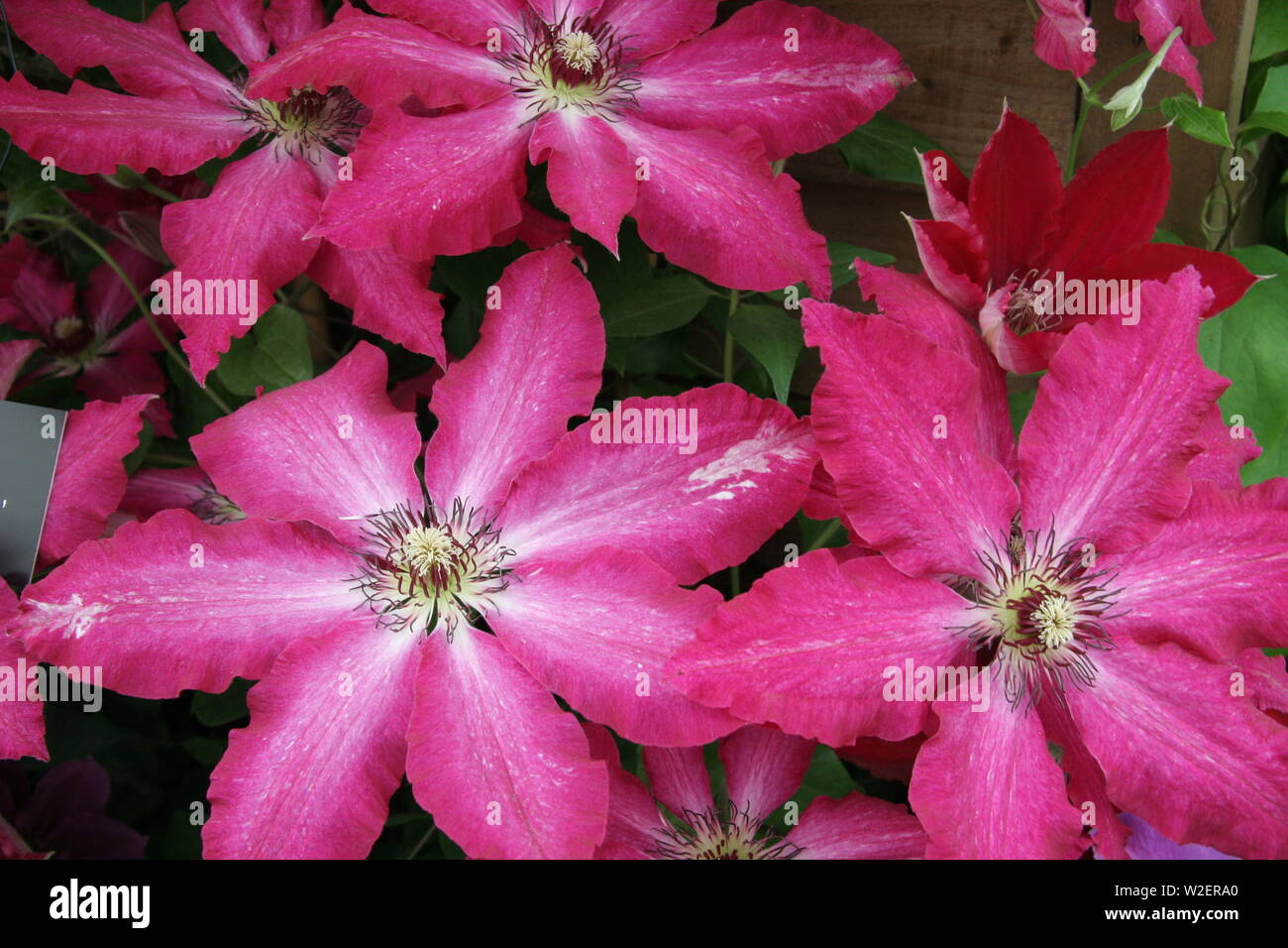 clematis rosa intenso con sfondo naturale di foglie verdi e primo piano della stampa gialla Foto Stock