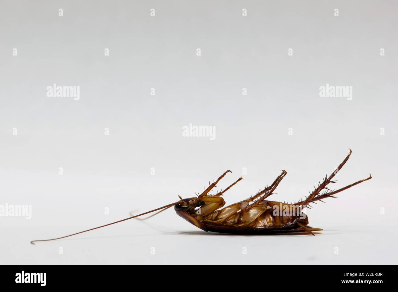 Un adulto americano scarafaggio morto giace sulla sua schiena dopo aver mangiato da uno scarafaggio esca ed è qui mostrato isolato su uno sfondo bianco con una stanza per il testo. Foto Stock