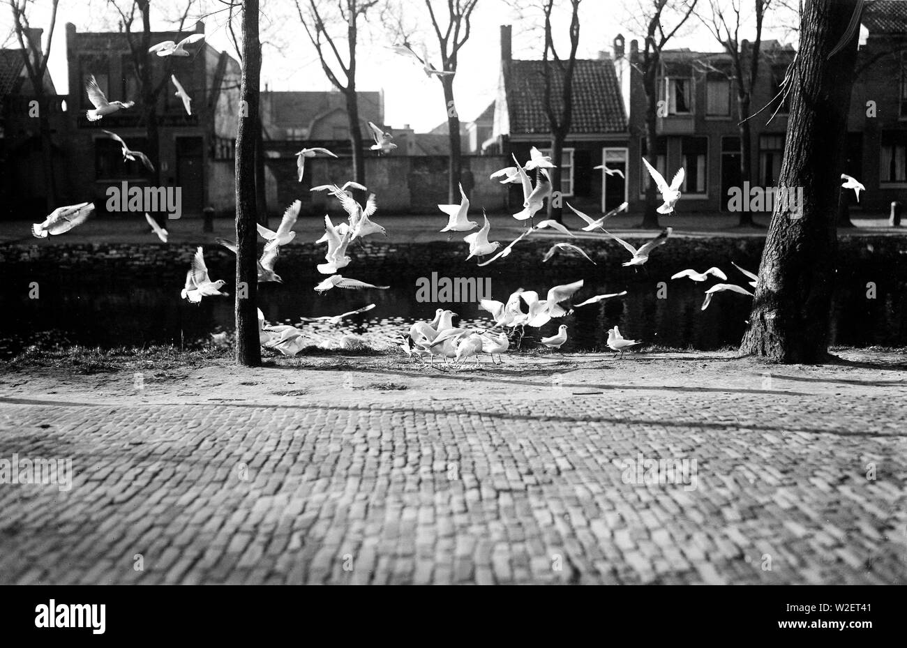 Flying gabbiani in Den Helder Paesi Bassi ca. 1935 Foto Stock