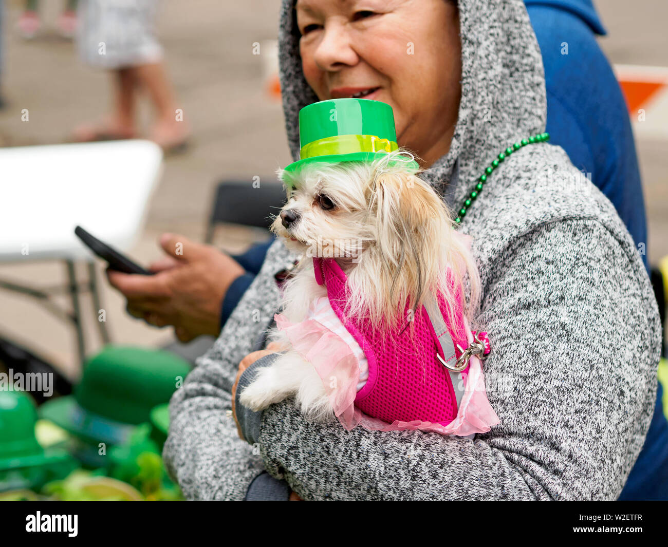Donna che mantiene un con i capelli lunghi Chihuahua che indossa un cappello verde e rosa vest al 2019 Saint Patrick's Day Festival di blocco nel Corpus Christi, Texas USA. Foto Stock