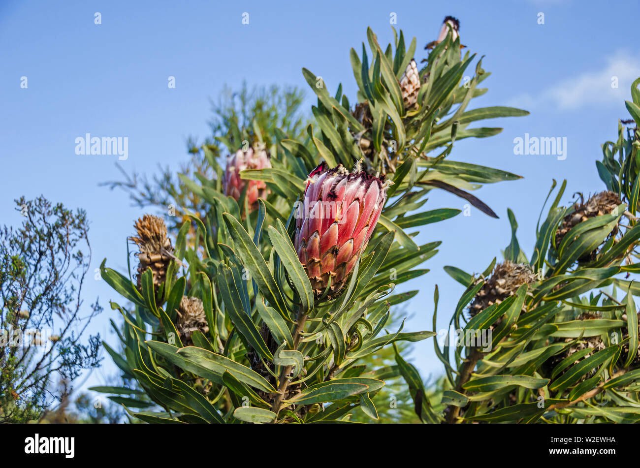 Testa di fiori con una frangia di nero che intergrades al bianco del Protea neriifolia o oleanderleaf protea nella parte meridionale costiera gamme della montagna su Foto Stock