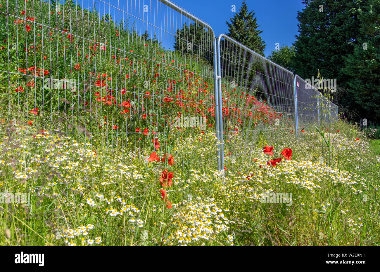 Poppy's dietro le sbarre Foto Stock