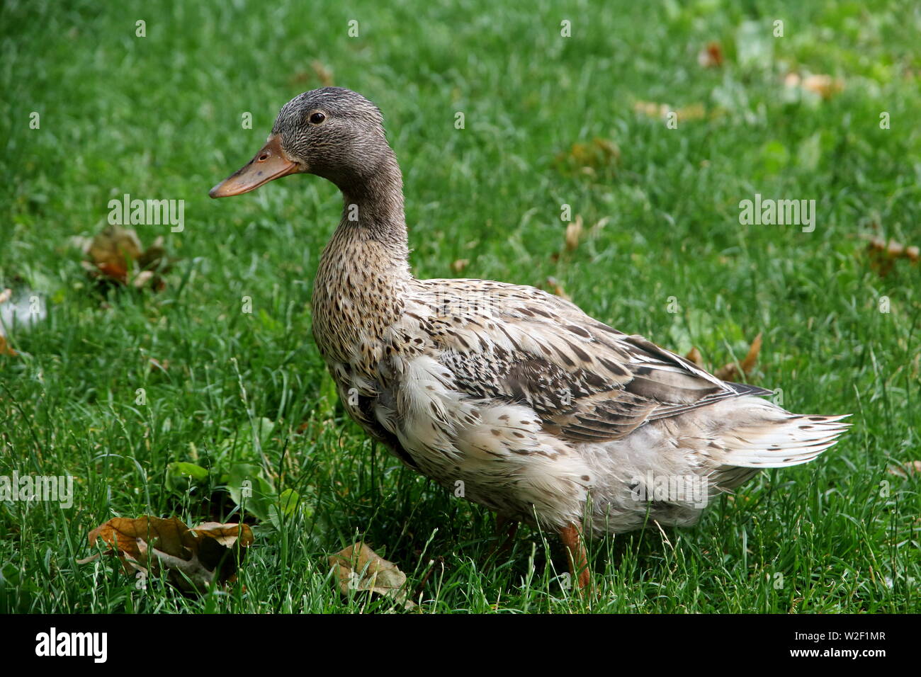 Uno splendido piumaggio duck sul prato di primavera Foto Stock