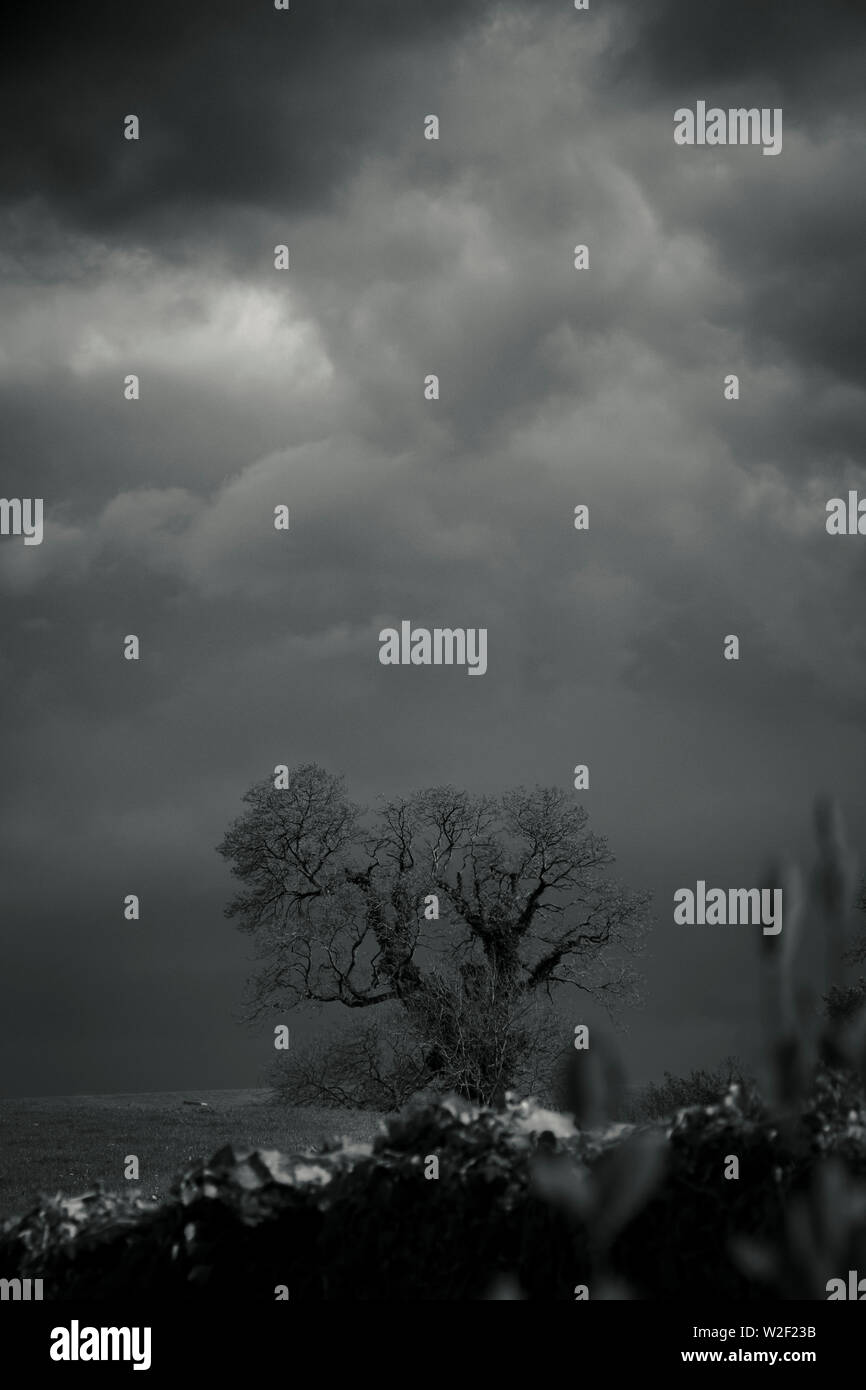 Albero singolo in una tempesta con Dark thunder nuvole Foto Stock