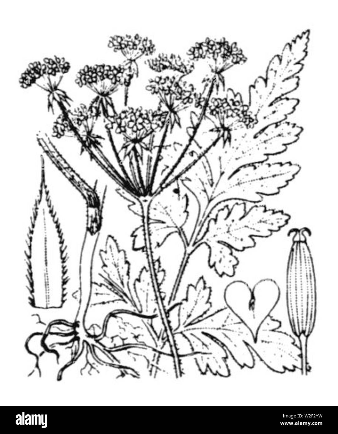 Chaerophyllum temulum illustrazione (01). Foto Stock