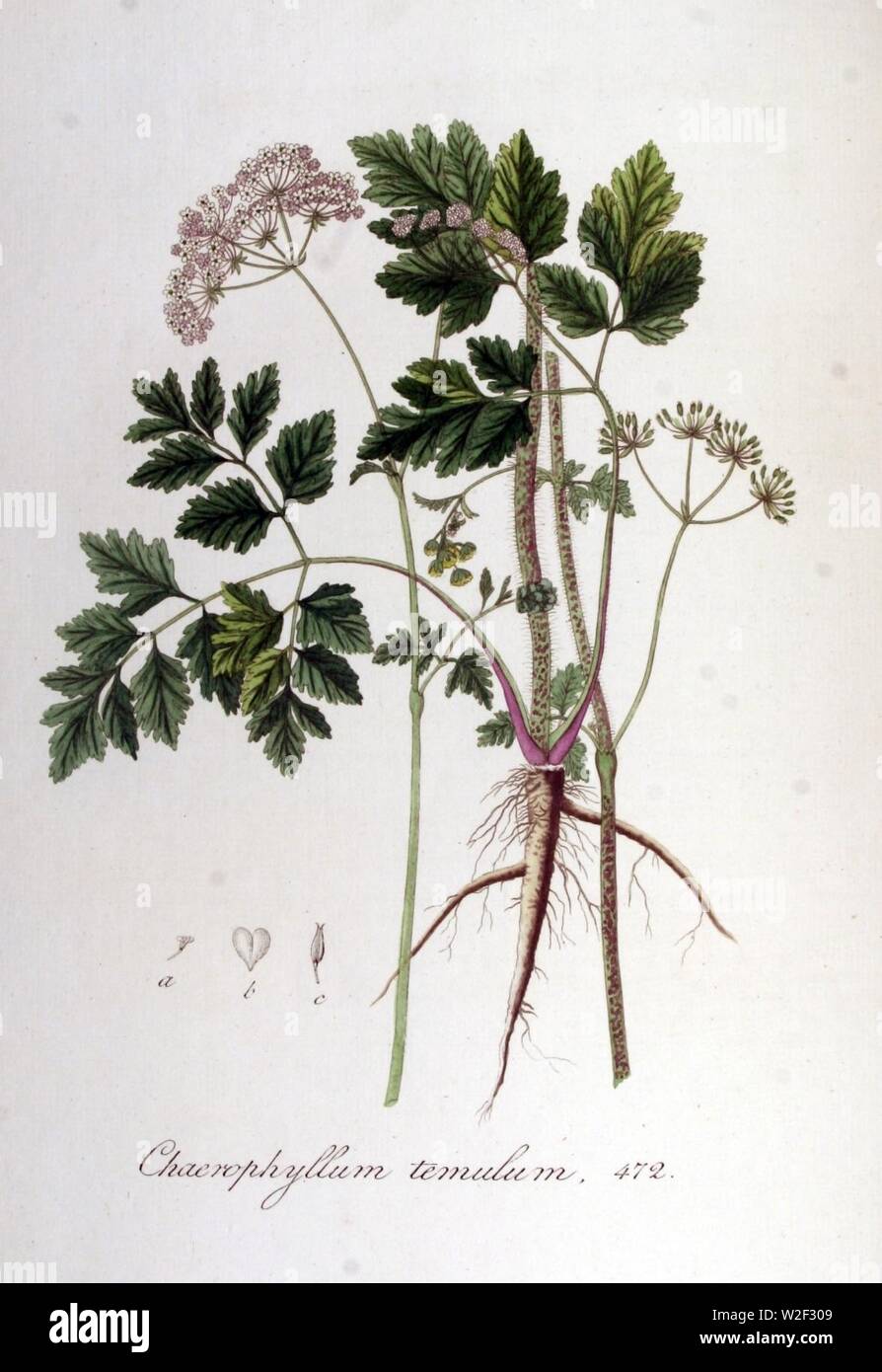 Chaerophyllum temulum - Flora Batava - volume v6. Foto Stock
