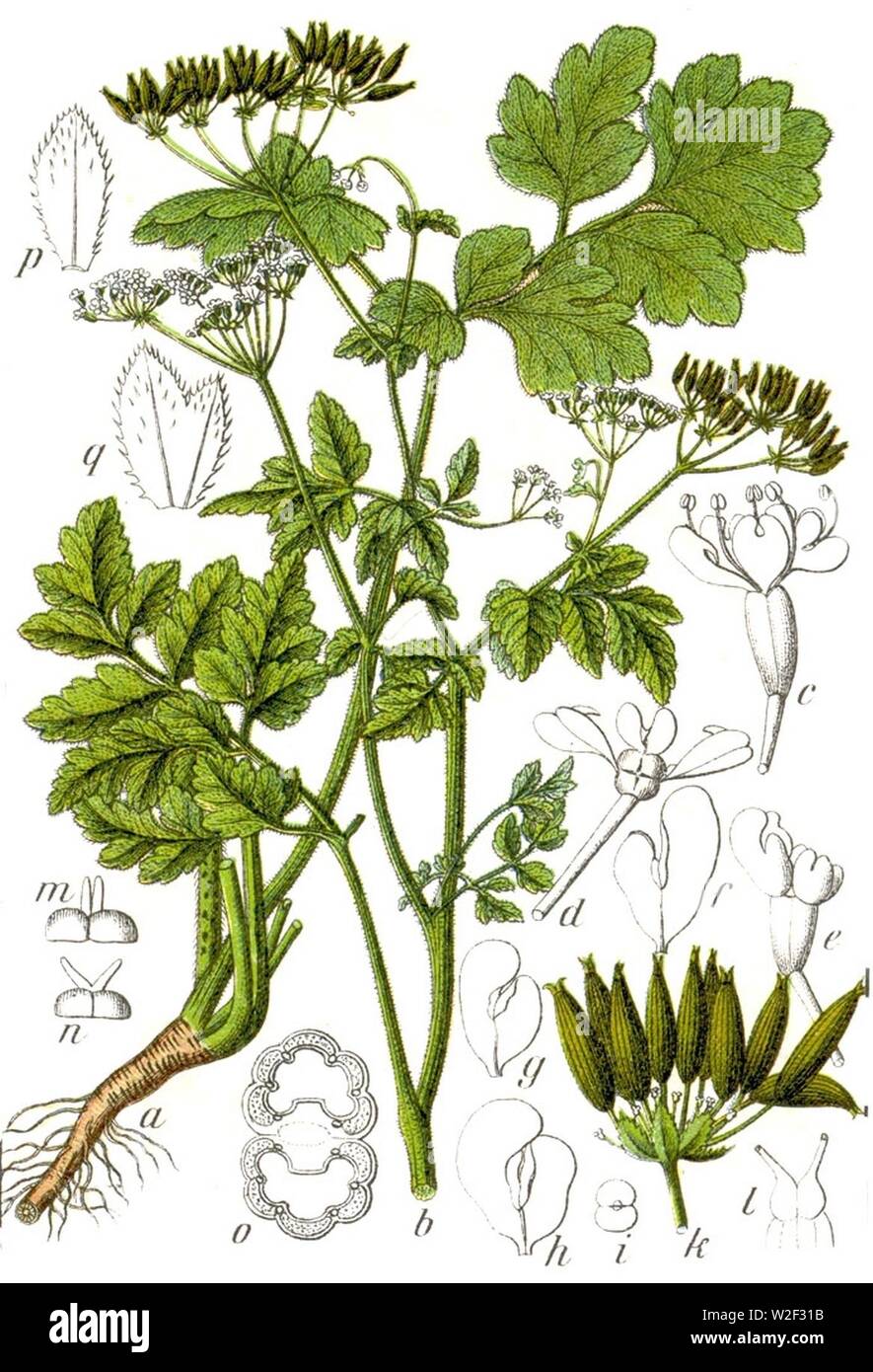 Chaerophyllum temulum Sturm37. Foto Stock