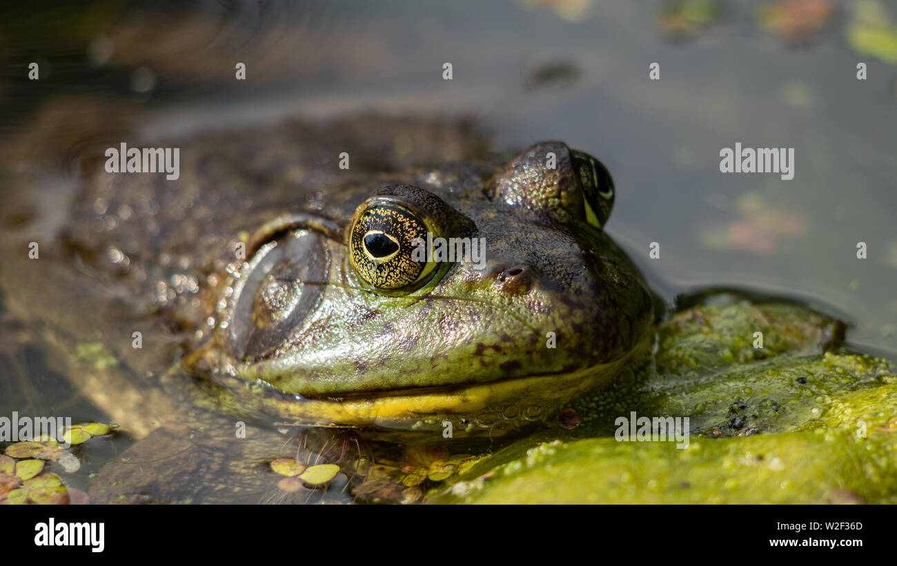 Fino in prossimità di American Bullfrog (Lithobates catesbeianus) Colorado, STATI UNITI D'AMERICA Foto Stock