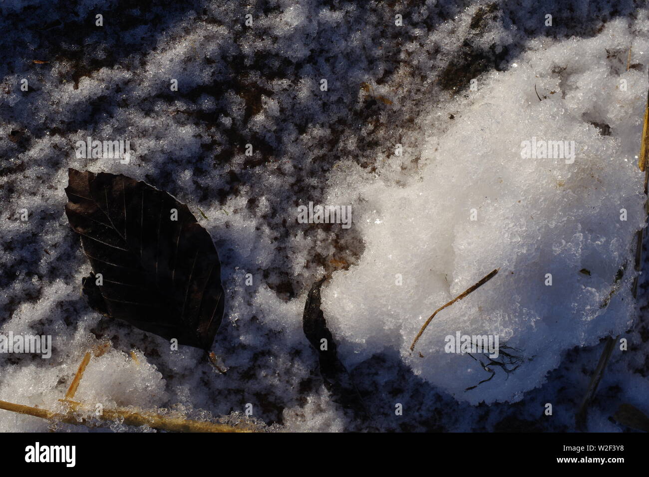 Nero spiaggia caduto foglie (Fagus sylvatica) su uno spessore di ricoprimento di Terra Invernale gelo. Locale Donmouth Riserva Naturale, Aberdeen Scotland, Regno Unito. Foto Stock