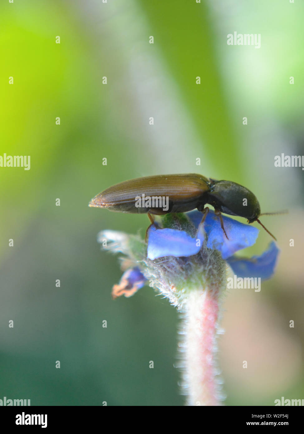 Clicca coleotteri mangiare polline sul fiore di borragine, primo piano, Agriotes Foto Stock