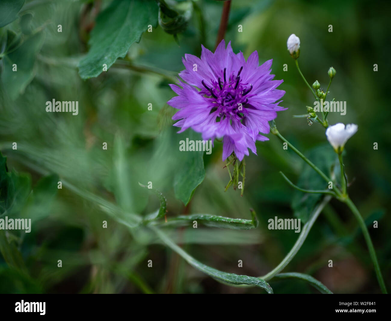 Primo piano di un fiore di cornflower viola (Centaurea cyanus), Regno Unito Foto Stock