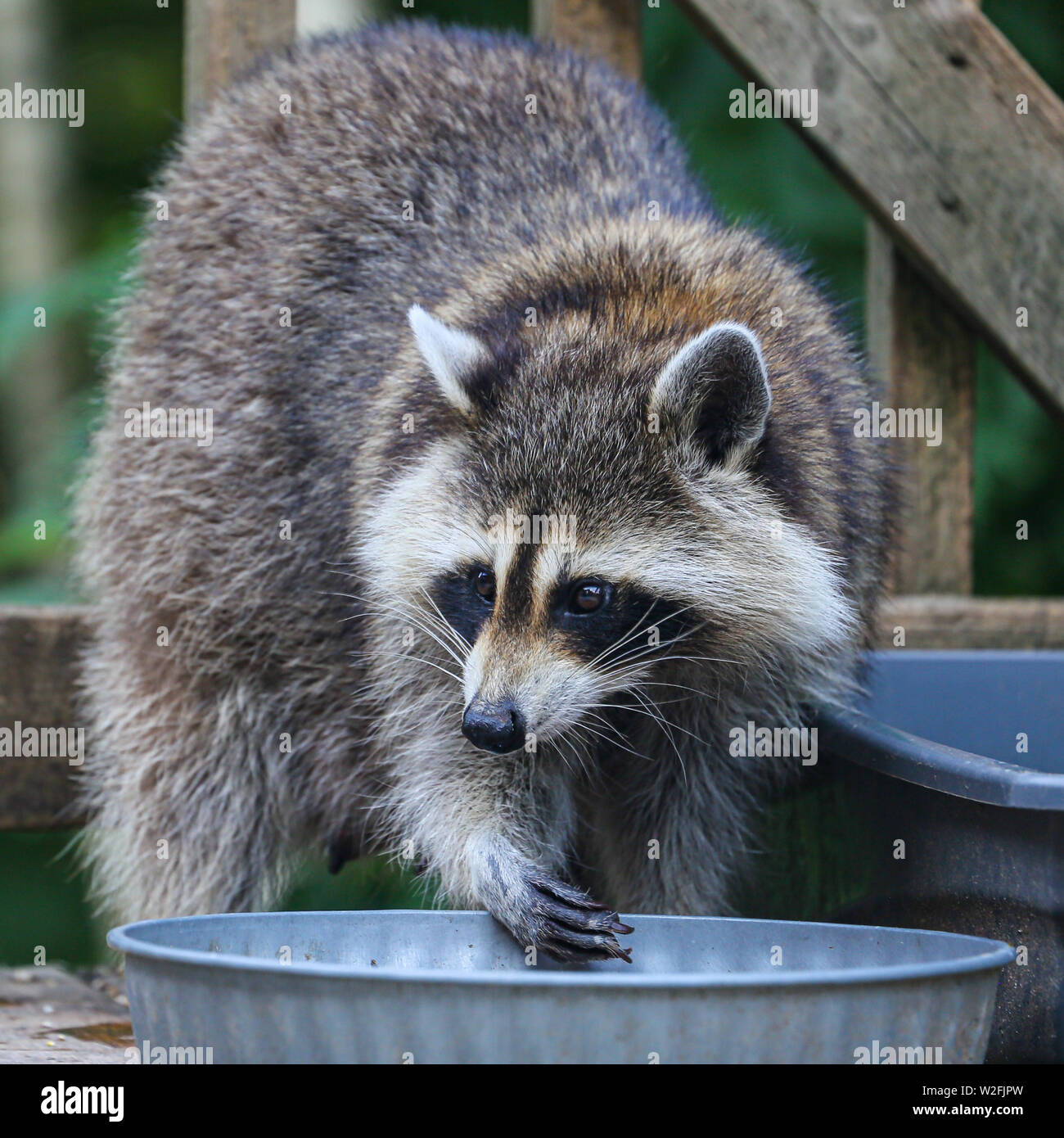 Primo piano di una femmina di raccoon raccogliendo il cibo da un metallo food bowl, su un ponte di legno contro il fogliame verde scuro. Foto Stock