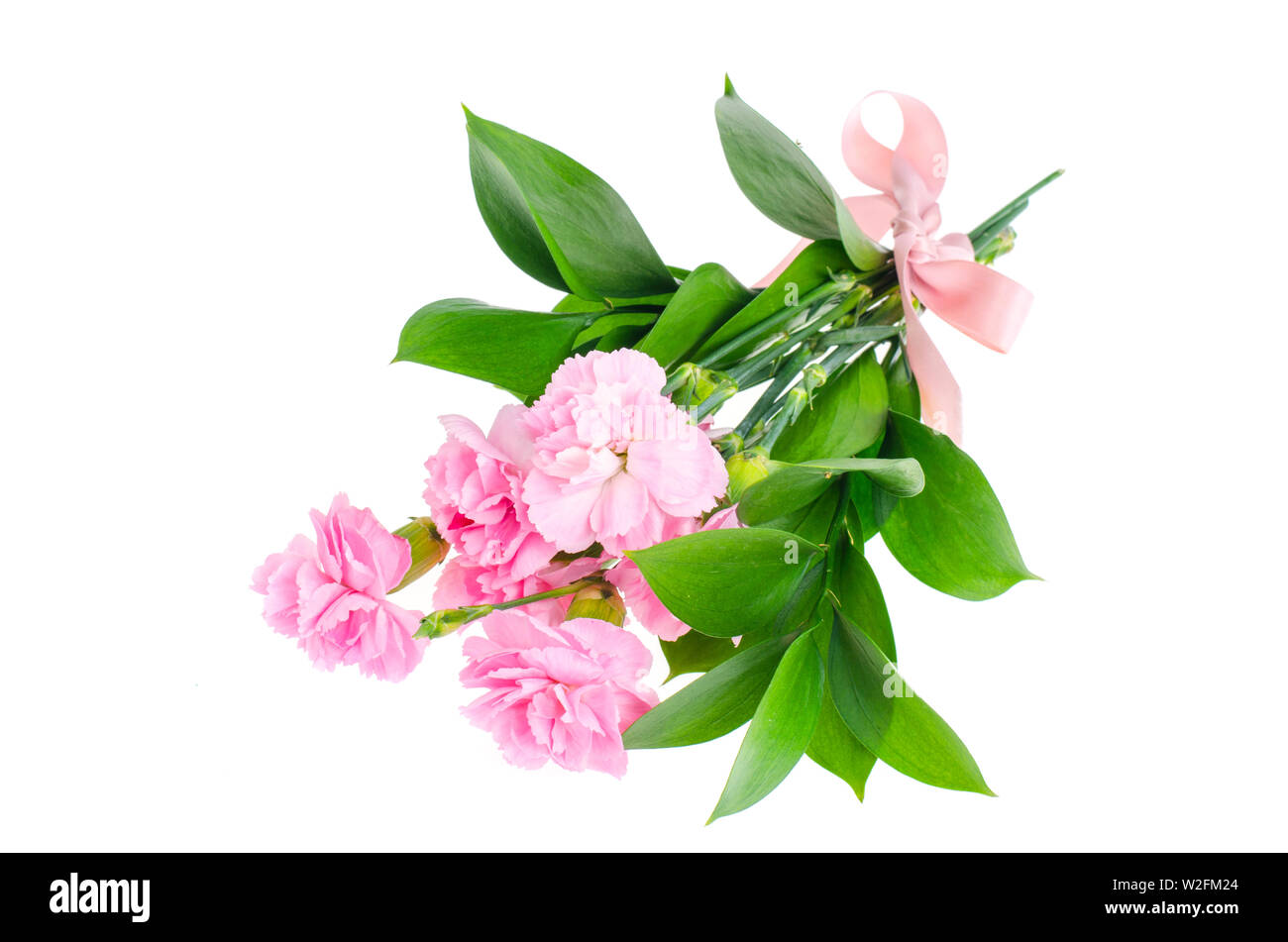 Più freschi garofani rosa. Foto Foto Stock