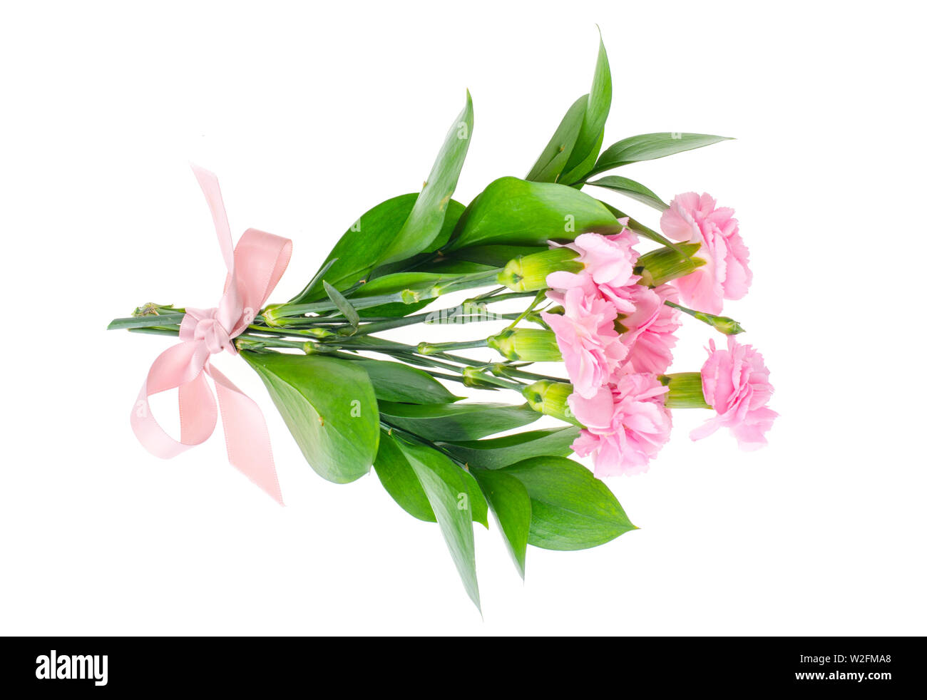 Più freschi garofani rosa. Foto Foto Stock