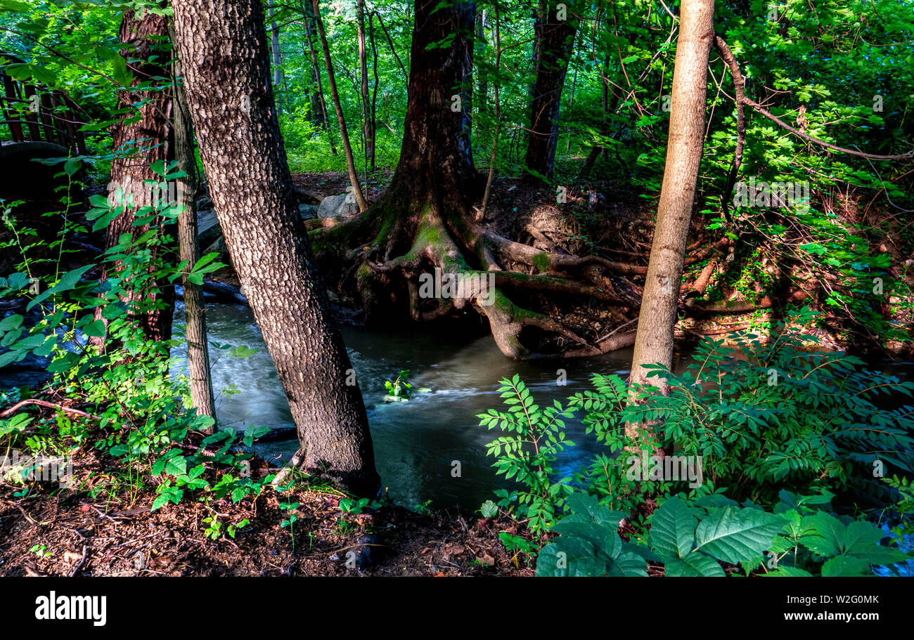 Radici dell'albero Foto Stock