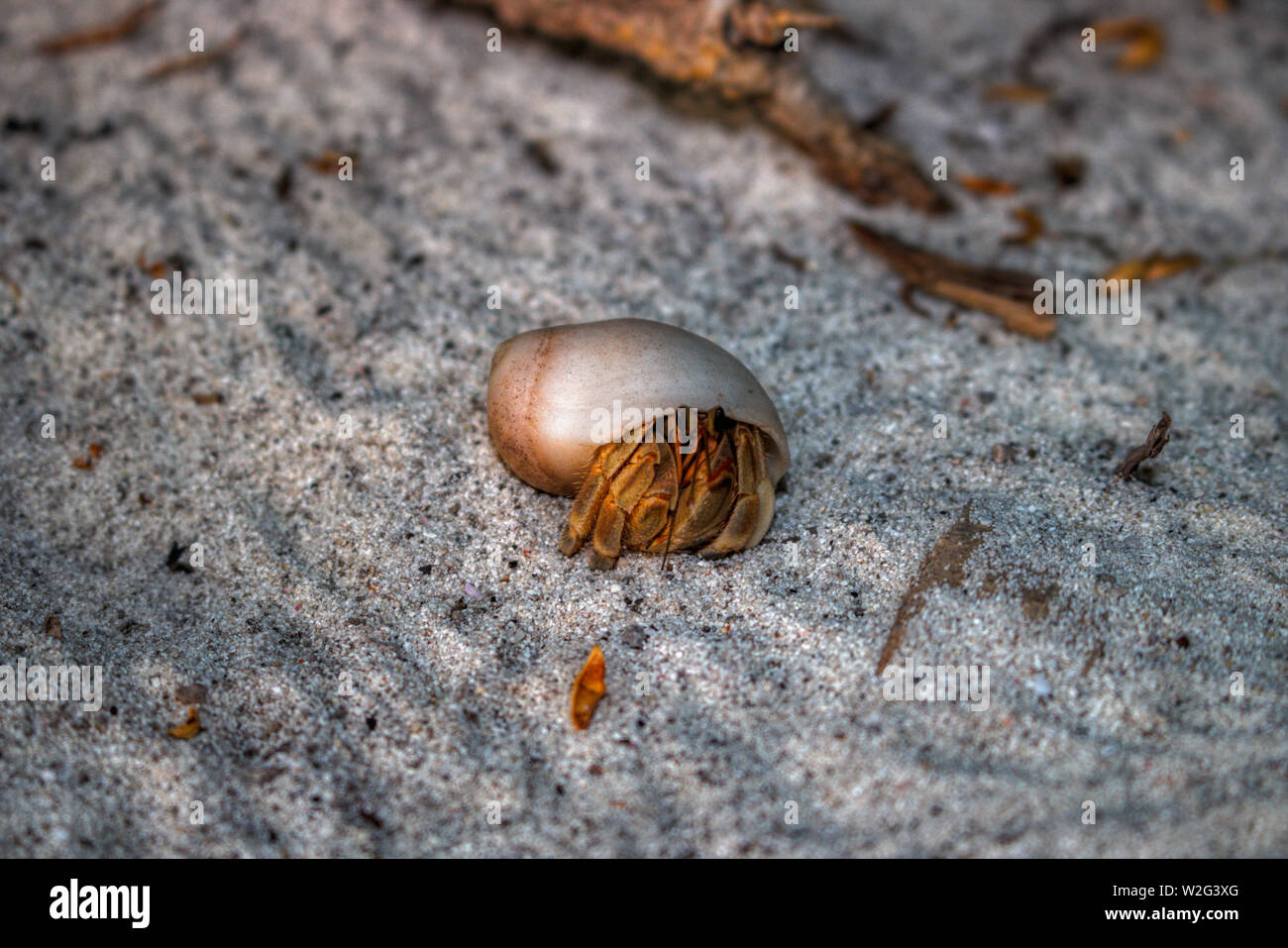 Questa unica foto mostra un piccolo granchio eremita di sabbia su un isola delle Maldive dove la natura è ancora intatta Foto Stock
