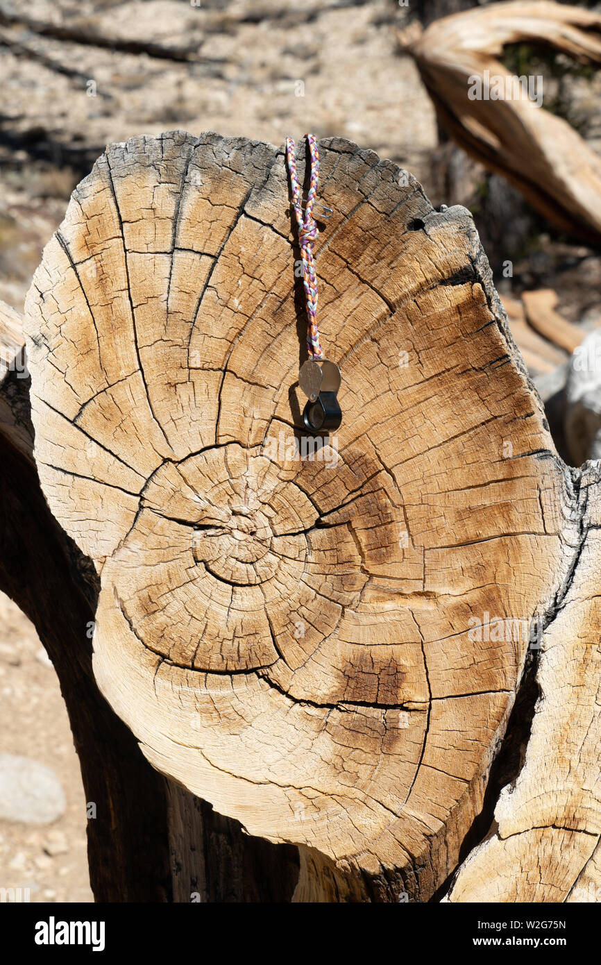 Vista in sezione trasversale di Bristlecone in legno di pino (pinus longaeva), mostrando una crescita annuale di anelli, White Mountains, California, Stati Uniti d'America. Handlens per la scala. Foto Stock