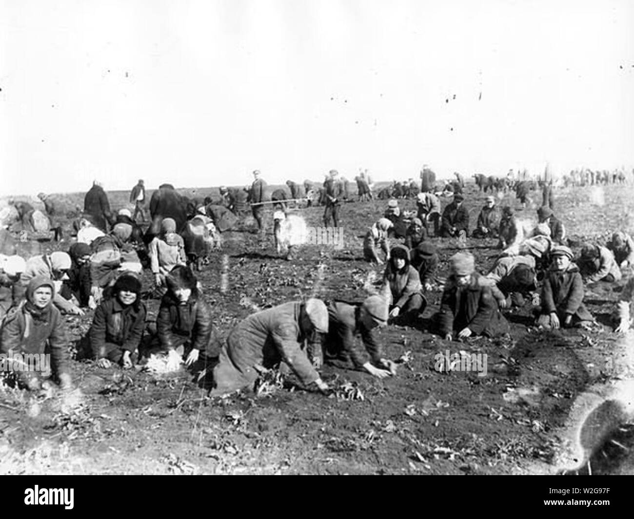 I bambini stanno scavando fino patate surgelate nel campo di un'azienda agricola collettiva. Villaggio Udachne Donec‥99k oblast. 1933. Foto Stock