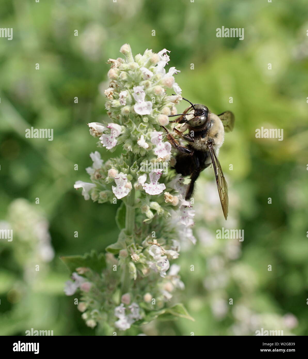 Ape su pianta di menta fiori Foto Stock