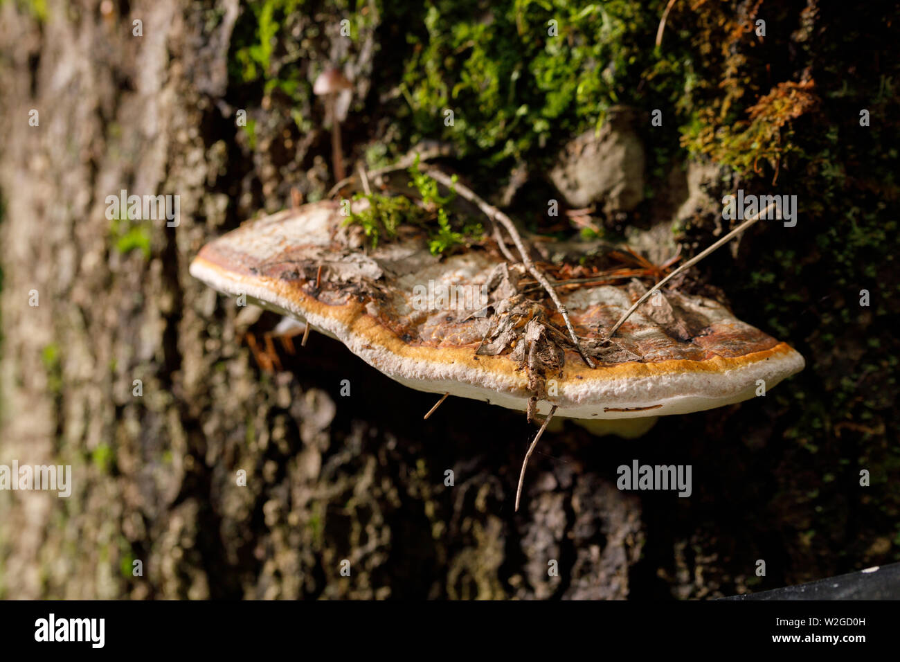 Funghi a tinder. Fungo Chaga sull'albero.Grande albero di funghi crescono sul tronco di un albero coperto di muschio. Close-up. Foto Stock