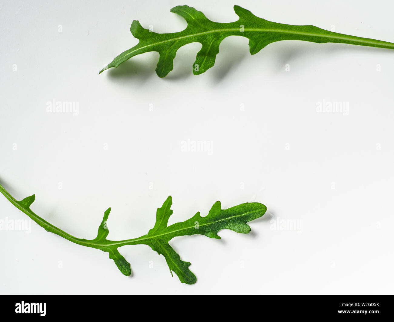 Layout creativi realizzati con foglie di rucola. Due foglie di rucola o foglie di rucola con copia spazio per il disegno o il testo in centro. Isolato su sfondo bianco. Vista superiore piatta o laici. Foto Stock