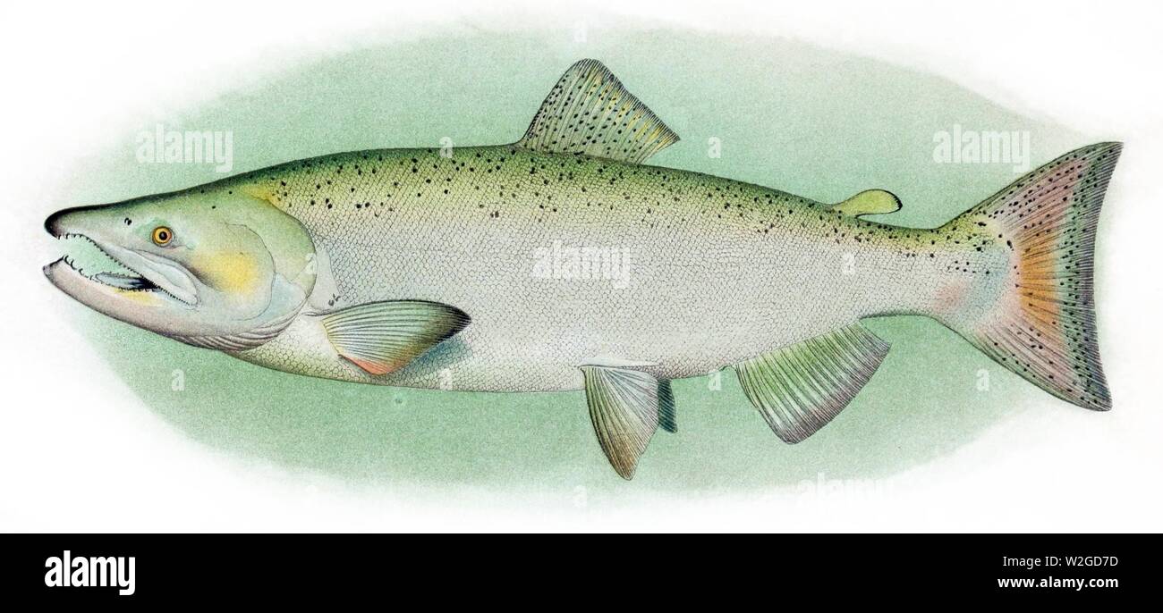 Salmone Chinook maschio adulto. Foto Stock