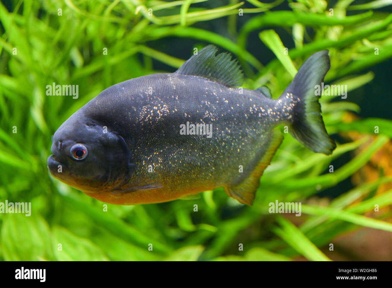 Uno dei grandi pesci piranha close-up nuota in un grande acquario trasparente con piante verdi Foto Stock