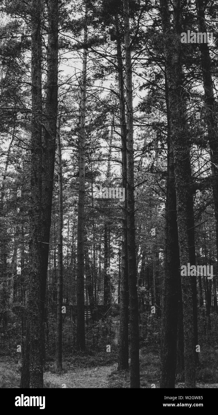 Forrest Neringa in bianco e nero Foto Stock