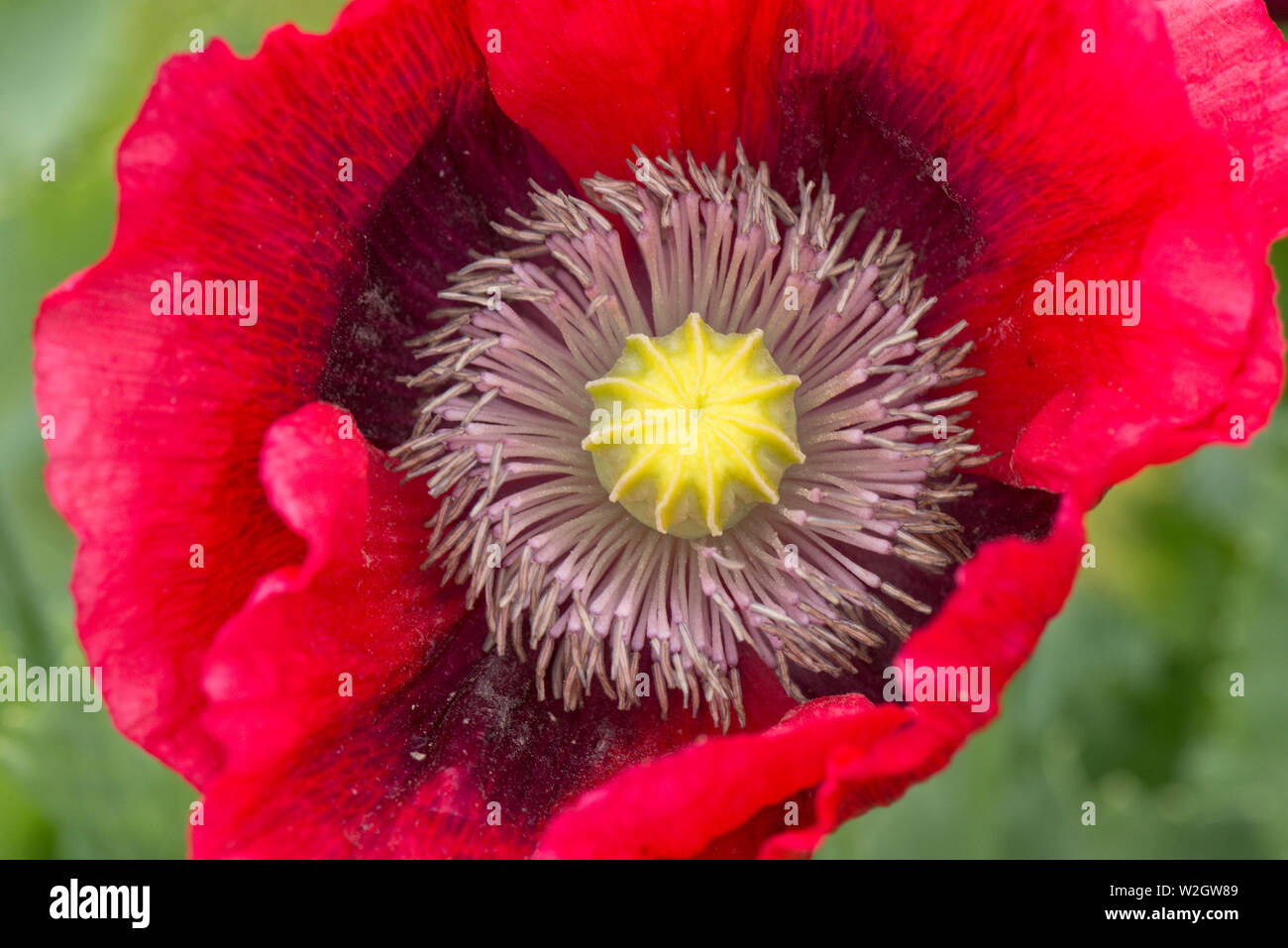 Rosso papavero, Papaver somniferum, luminosamente colorata con fiori di questo annnual di papavero in un paese giardino, Giugno Foto Stock