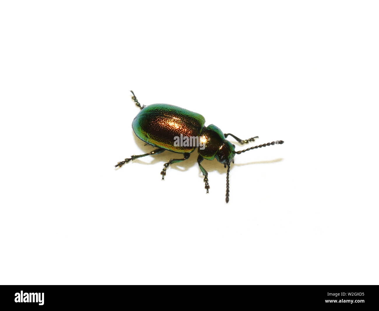 Verde scarabeo dock Gastrophysa viridula maschio isolato su sfondo bianco Foto Stock
