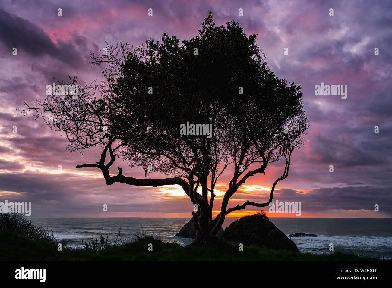 Questo è un colore foto orizzontale di un Lone Tree e vivido tramonto sull'Oceano Pacifico. Foto Stock