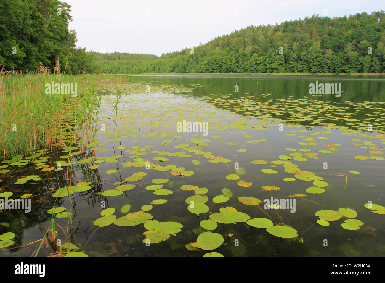 Vista sul lago Obst nella stagione estiva. Gigli galleggiante sull'acqua Foto Stock
