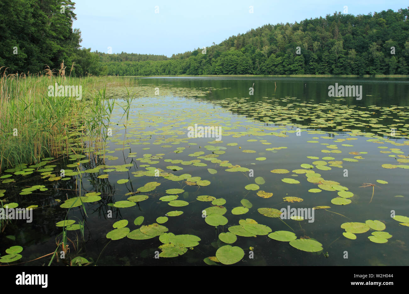 Il bel lago nella foresta. Lago Obst sulla regione Masurien in Polonia Foto Stock Il bel lago nella foresta. Lago Obst sulla regione Masurien in Polonia Foto Stock