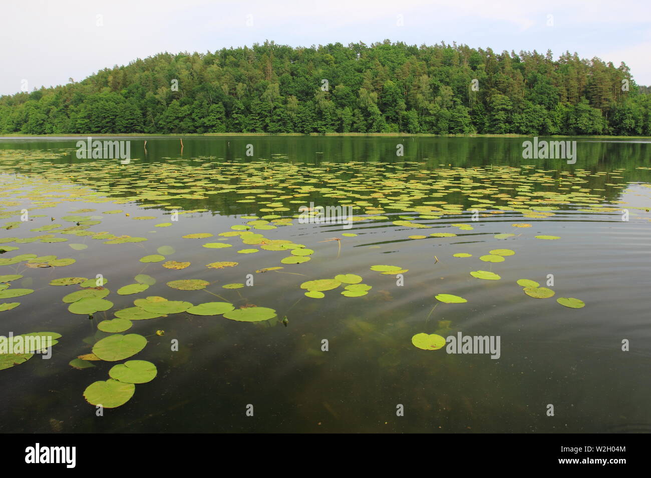 Lago con ninfee. Lago Obst nella regione Masurien nel nord della Polonia Foto Stock Lago con ninfee. Lago Obst nella regione Masurien nel nord della Polonia Foto Stock