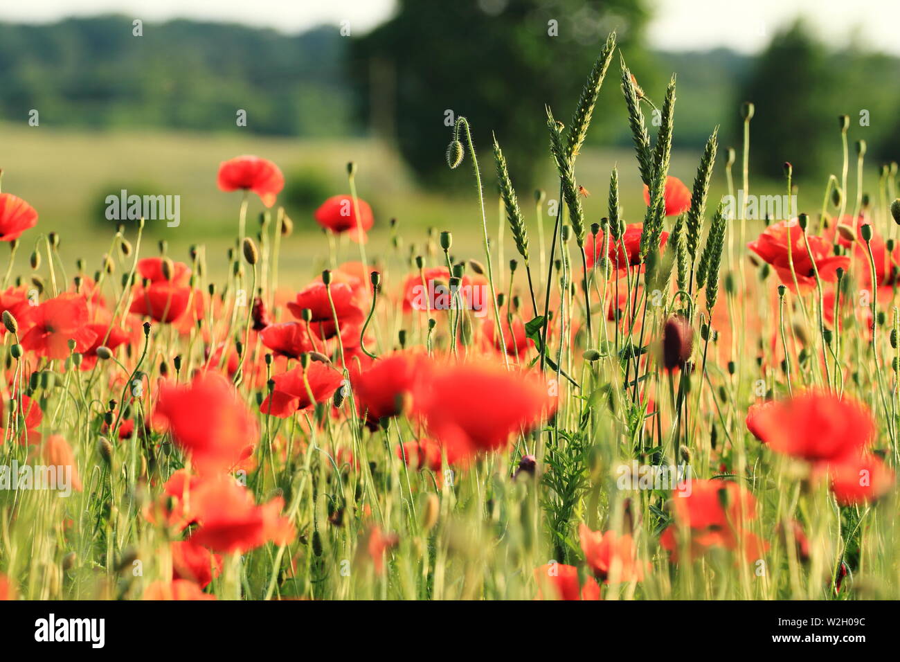 Papavero rosso fiori e crescente orecchie di grano in estate Foto Stock