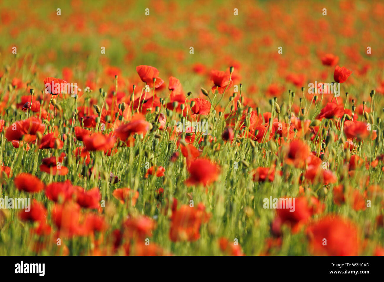 Papavero rosso campo in serata luce estiva Foto Stock
