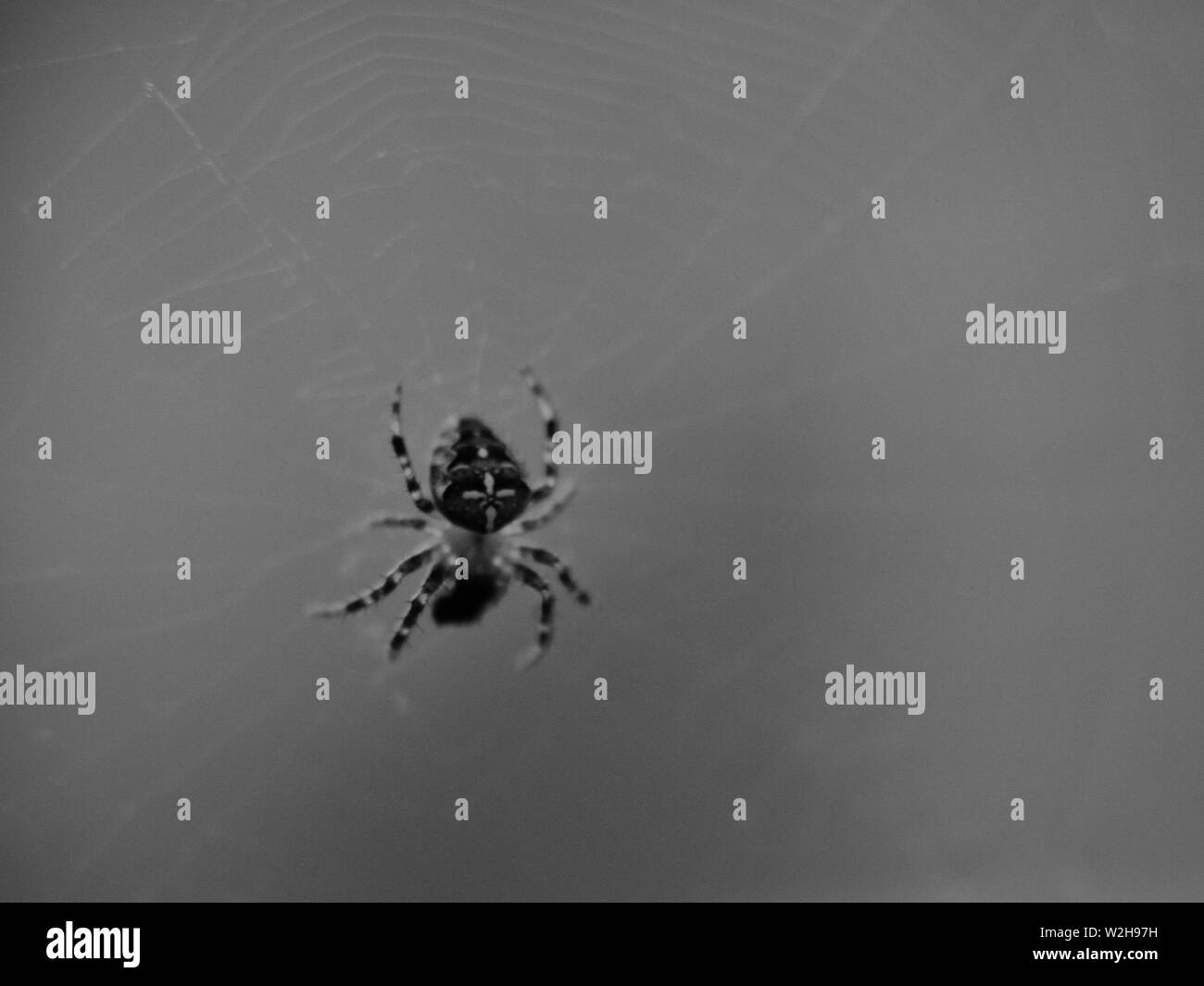 Bianco e nero, giardino europeo spider, cross-orb weaver spider, Araneus diadematus. Sfondo monocromo Foto Stock