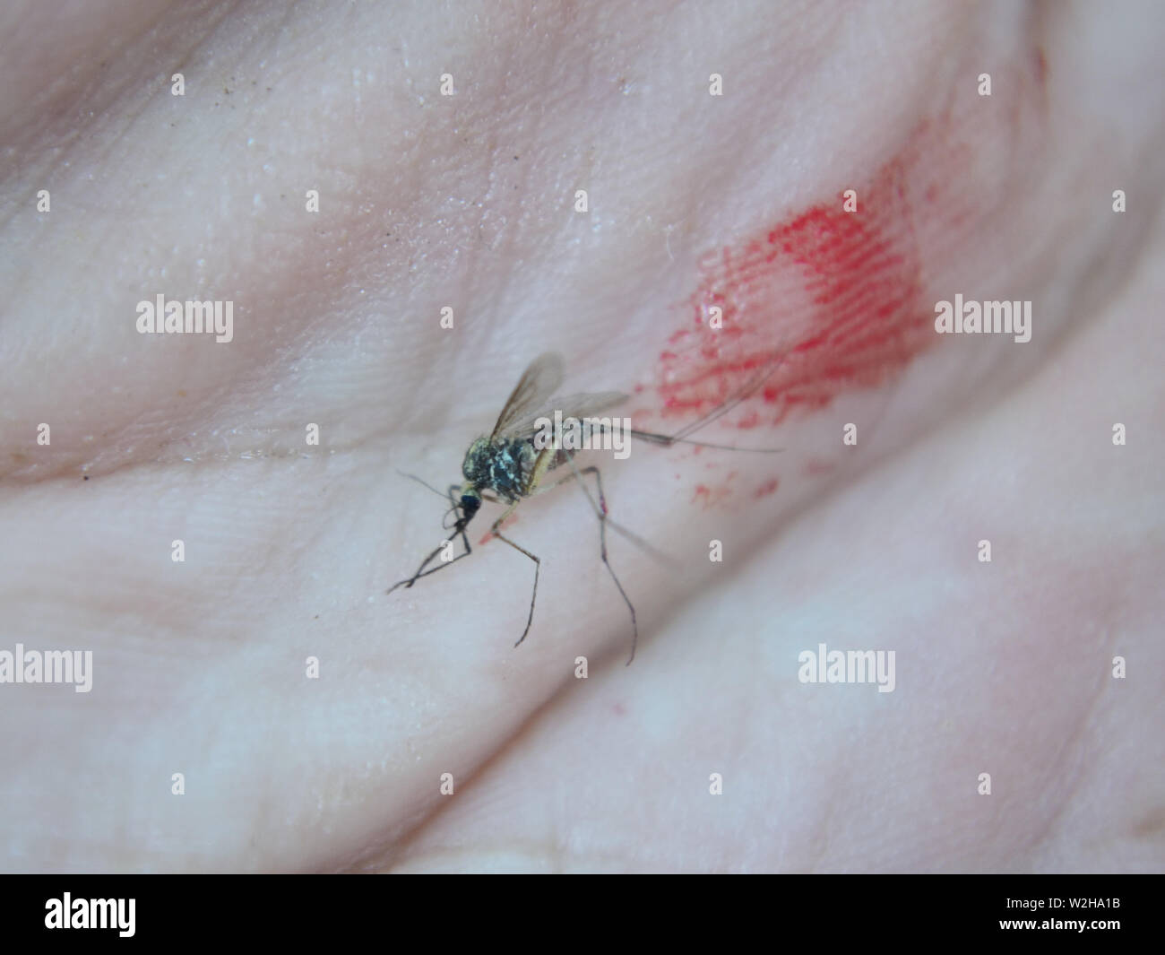 Mosquito (Culicidae) mordere e succhiare il sangue dalla mano umana Foto Stock