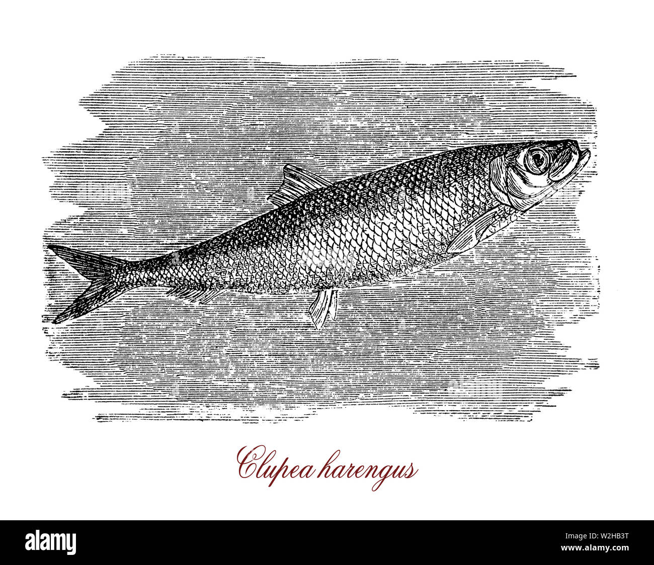 Atlantico o Aringa Clupea harengus è uno dei più abbondanti specie di pesce che nuota con costante velocità di crociera in grandi scuole nell'Oceano Atlantico, importante per la pesca commerciale Foto Stock