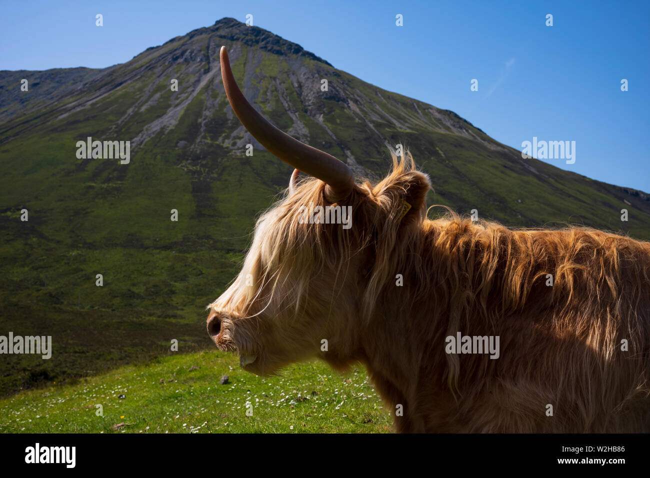 Il Highland mucca, una scozzese bovini di razza che è locale noto come 'coo', sfiora in un prato nel versante collinare sull'Isola di Skye in Scozia, Regno Unito Foto Stock