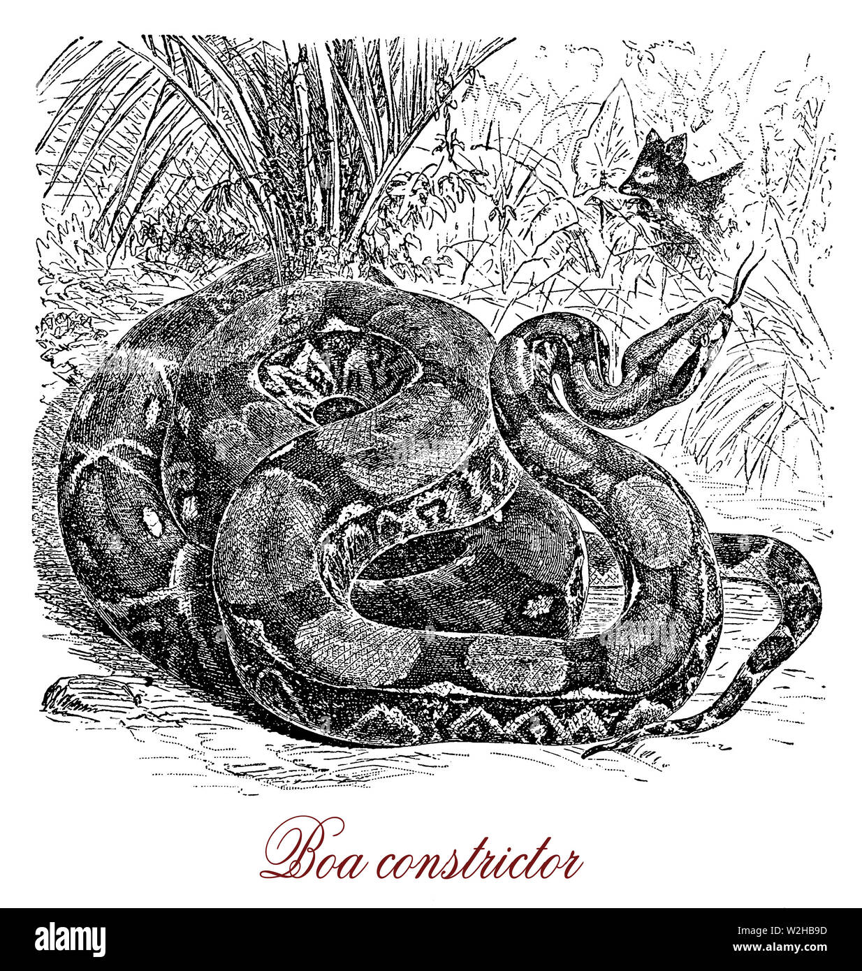 Boa Constrictor è un grande pesante serpente notturni nativi di America, ambush predator con scale di colore crema e marrone colore, comodo camuffamento nella giungla. Foto Stock