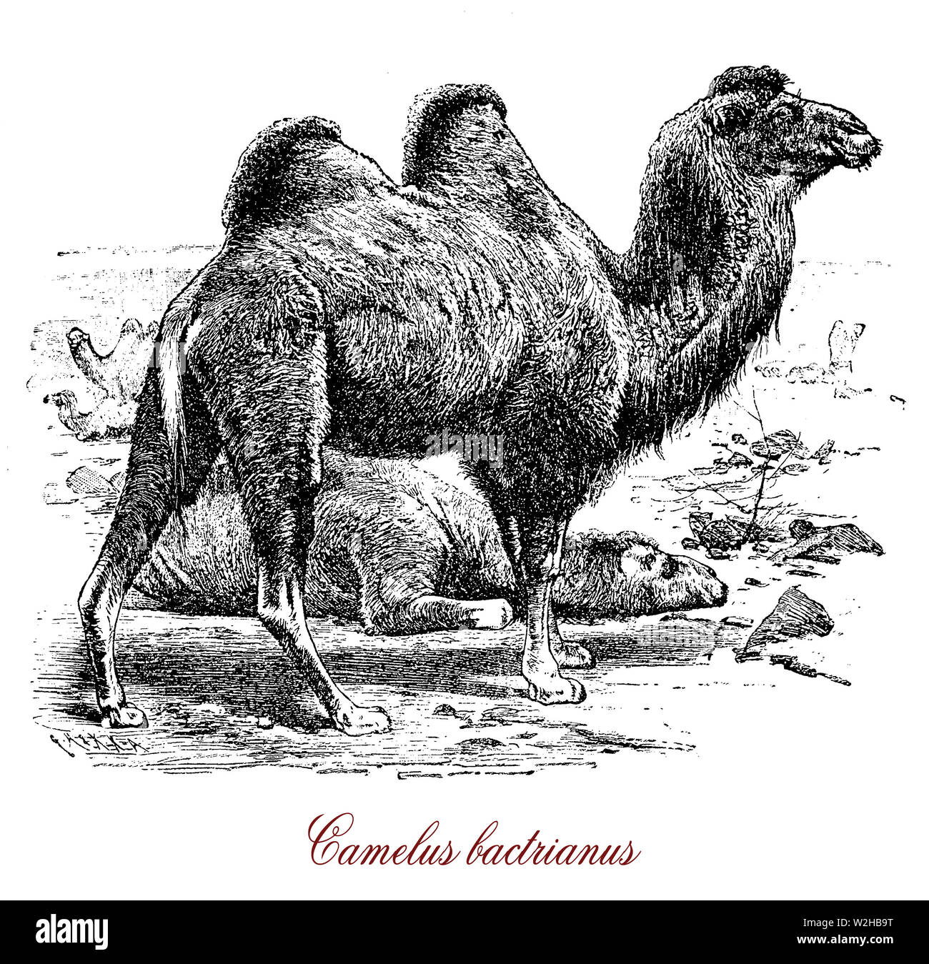 Il cammello Bactrian (Camelus bactrianus) è un grande anche-toed ungulato nativa per le steppe dell'Asia centrale. Il cammello Bactrian presenta due gobbe sul suo dorso e dall'antichità serve come pacco addomesticati animali. Foto Stock