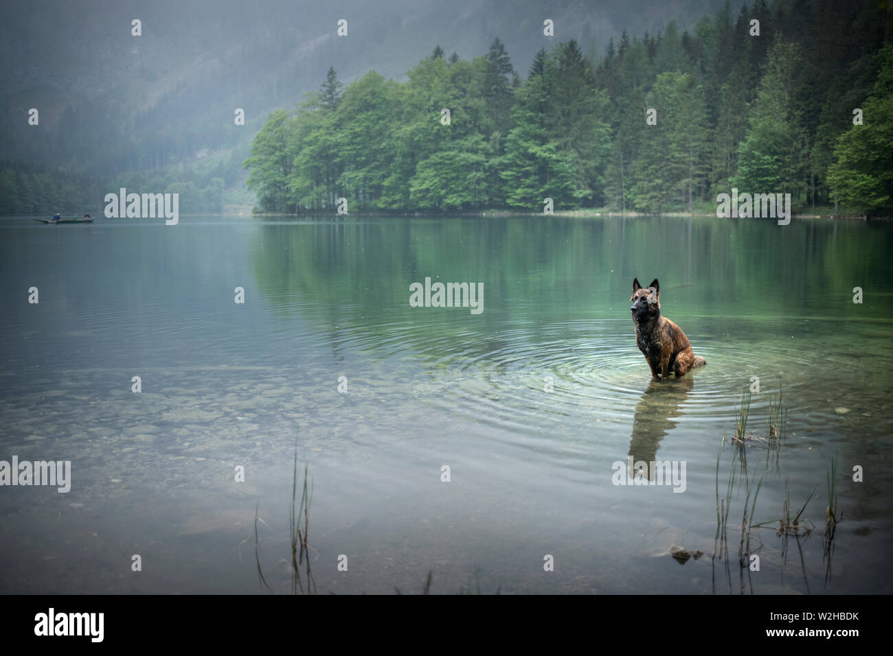 Pastore belga è in piedi in acqua. Cane in un paesaggio di montagna con la nebbia dell'umore. Un cane in un lago. Foto Stock